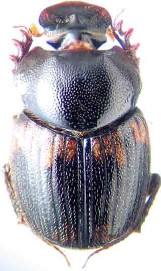 http://www.gorodinski.ru/copr/Onthophag.  kleinei.jpg